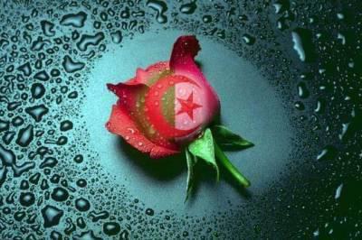 image cro cro belle